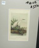 Audubon print Snowy Heron