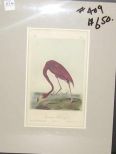 Audubon print American Flamingo