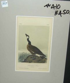 Audubon print Hutchin's Goose