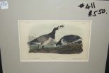 Audubon print Bernacle Goose