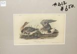 Audubon print White-Fronted Goose