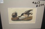 Audubon print Brant Goose