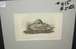 Audubon print Trumpeter Swan