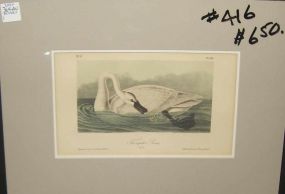 Audubon print Trumpeter Swan