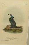 Audubon print Violet-Green Cormorant