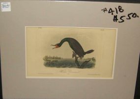 Audubon print Florida Cormorant