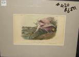 Audubon print Roseate Spoonbill