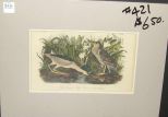 Audubon print Black Crowned Night Heron