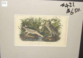 Audubon print Black Crowned Night Heron