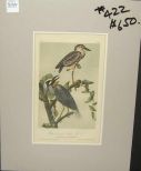Audubon print Yellow Crowned Night Heron