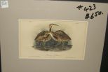 Audubon print American Bittern