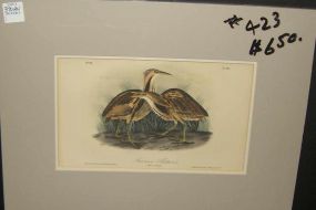 Audubon print American Bittern