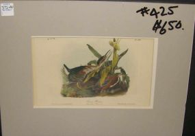 Audubon print Green Heron