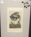 Audubon print Great Blue Heron