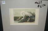 Audubon print Great American White Egret