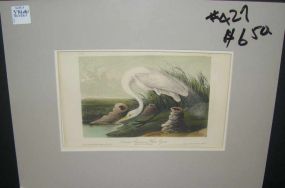 Audubon print Great American White Egret