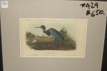 Audubon print Blue Heron
