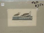 Audubon print Wilson's Plover