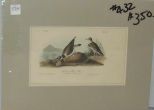 Audubon print American Ring Plover