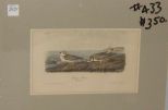 Audubon print Piping Plover