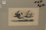 Audubon print Townsend's Surf Bird