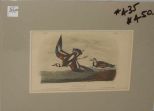 Audubon print Turnstone