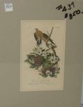 Audubon print Carolina Turtle Dove