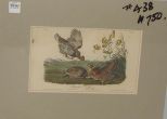 Audubon print Pinnated Grouse