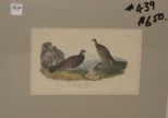 Audubon print Dusky Grouse