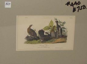 Audubon print Canada Grouse