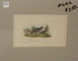 Audubon print Welcome Partridge