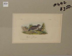 Audubon print Welcome Partridge