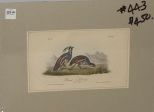 Audubon print Plumed Partridge