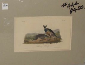 Audubon print Californian Partridge