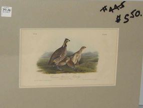 Audubon print Common American Partridge