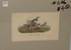 Audubon print Black-Bellied Plover