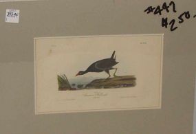 Audubon print Common Gallinule