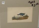 Audubon print Purple Gallinule