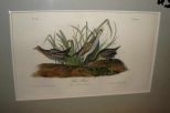 Audubon print Sora Rail