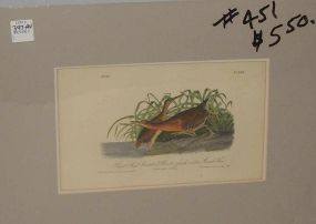 Audubon print Great Red-Breasted Rail