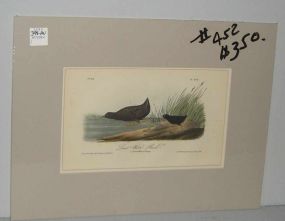 Audubon print Least Water Rail