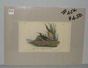 Audubon print Clapper Rail