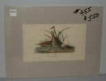 Audubon print Virginian Rail