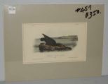 Audubon print Bachman's Oyster-Catcher