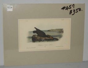 Audubon print Bachman's Oyster-Catcher