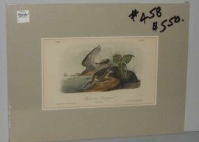 Audubon print Bartramian Sandpiper