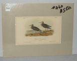 Audubon print Pectoral Sandpiper