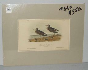 Audubon print Pectoral Sandpiper