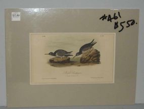 Audubon print Purple Sandpiper