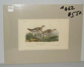 Audubon print Sharp-Tailed Grouse